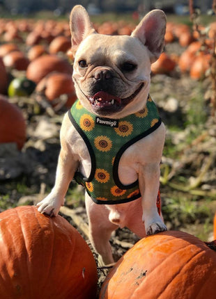 Pupkin Patch Reversible Harness