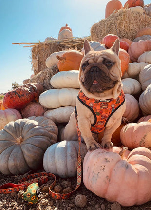 Pupkin Patch Reversible Harness