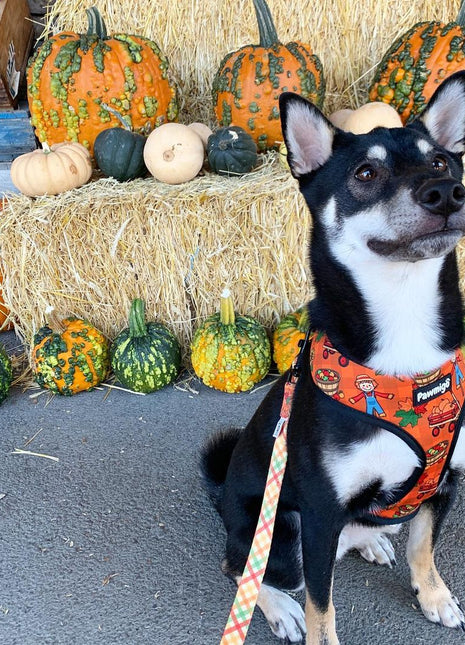 Pupkin Patch Reversible Harness