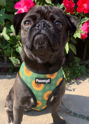 Pupkin Patch Reversible Harness