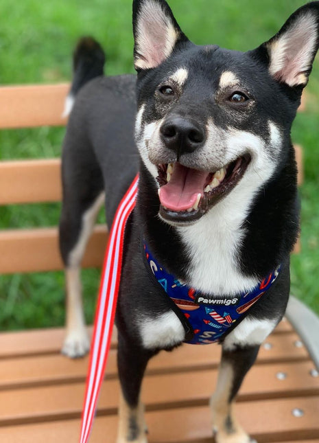 Red, White & Bark Reversible Harness - Pup List