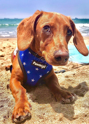 Red, White & Bark Reversible Harness - Pup List