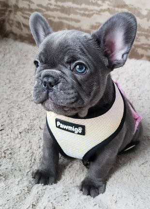 Slumber Pawty Reversible Harness - Pup List