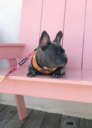 Snack Shack Leash Kit - Pup List