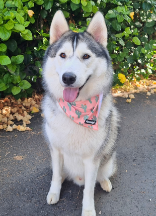 Succa For You Cooling Bandana