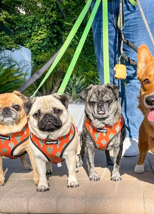 Succa For You Reversible Harness - Pup List