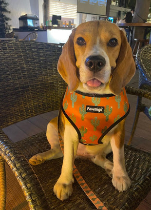 Succa For You Leash Kit - Pup List