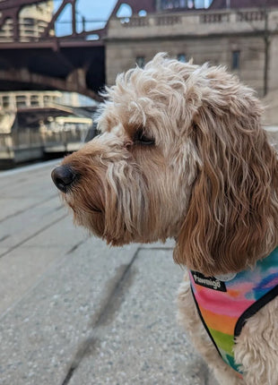 Tie-Dye For Reversible Harness - Pup List