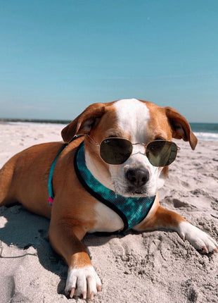 Tie-Dye For Reversible Harness - Pup List