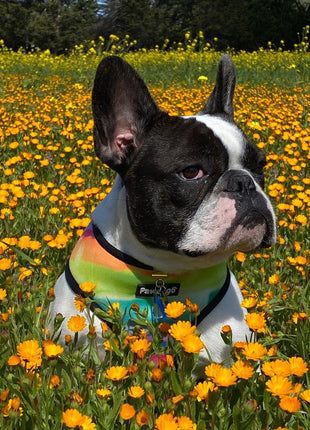 Tie-Dye For Reversible Harness - Pup List