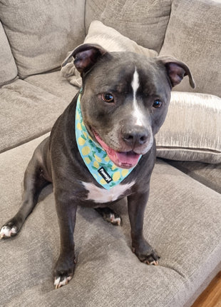 Worth The Squeeze Cooling Bandana