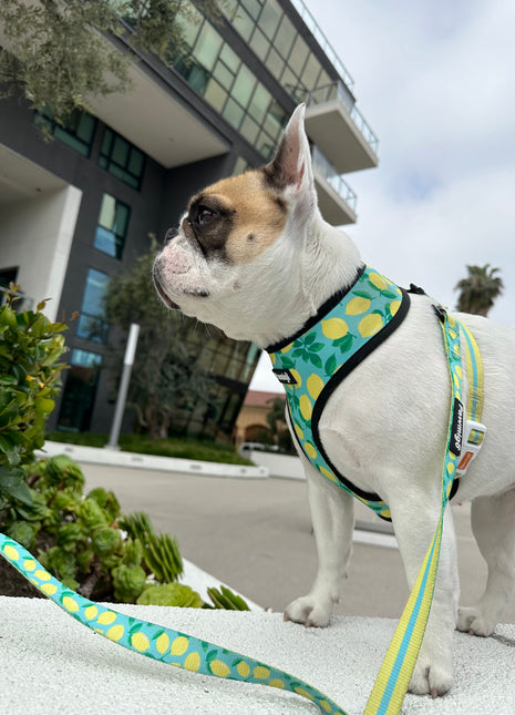 Worth The Squeeze Leash Kit - Pup List