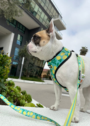 Worth The Squeeze Reversible Harness - Pup List