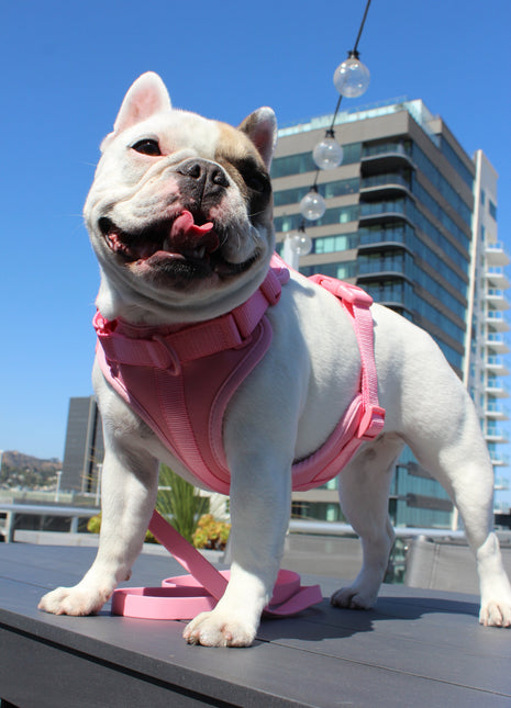 Luxe Harness - Hibiscus - Pup List