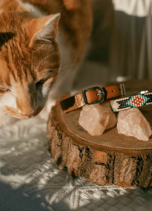 Phoenix Sambboho cat collar