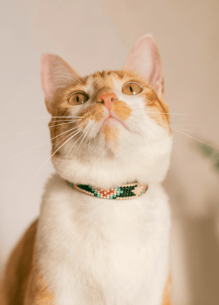 Phoenix Sambboho cat collar