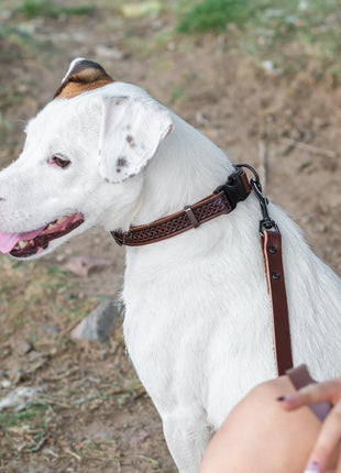 Celtic Sport Chocolate Leather Dog Collar
