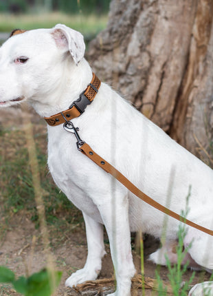 Celtic Sport Khaki Leather Dog Collar