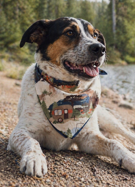 Camping Dog Bandana