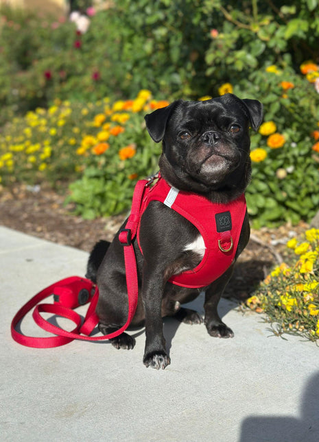 Poop Bag Holder - Iconic Red