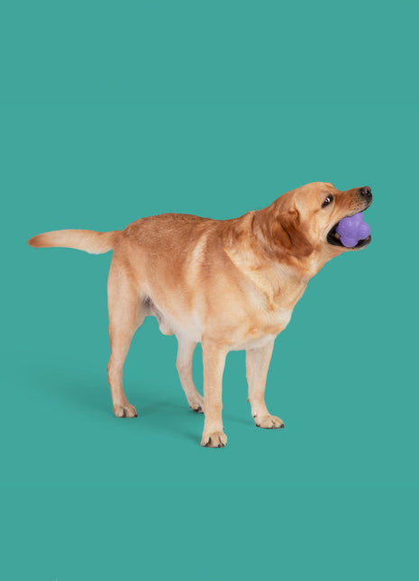 Pup Star MAX