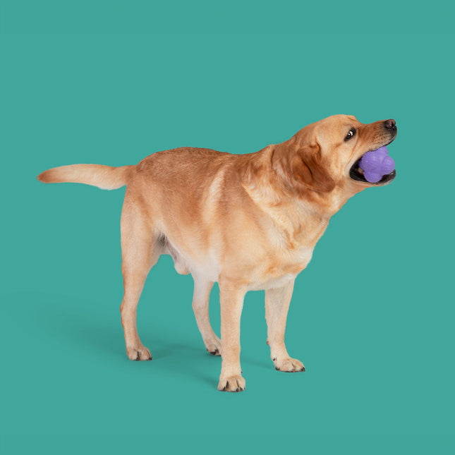 Pup Star MAX