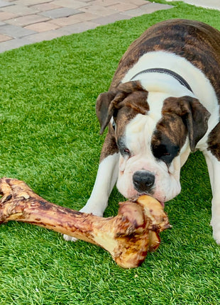 Monster Femur Bone