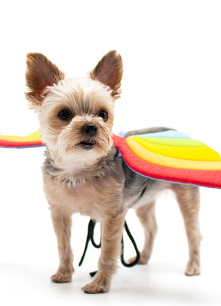 Rainbow Wing