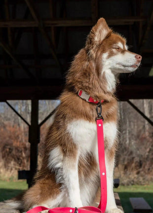 Red Mountain Syrah Waterproof Dog Collar