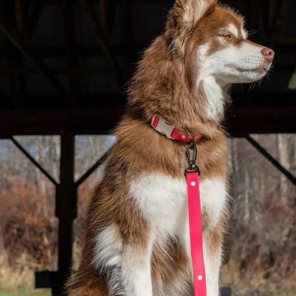 Red Mountain Syrah Waterproof Dog Collar