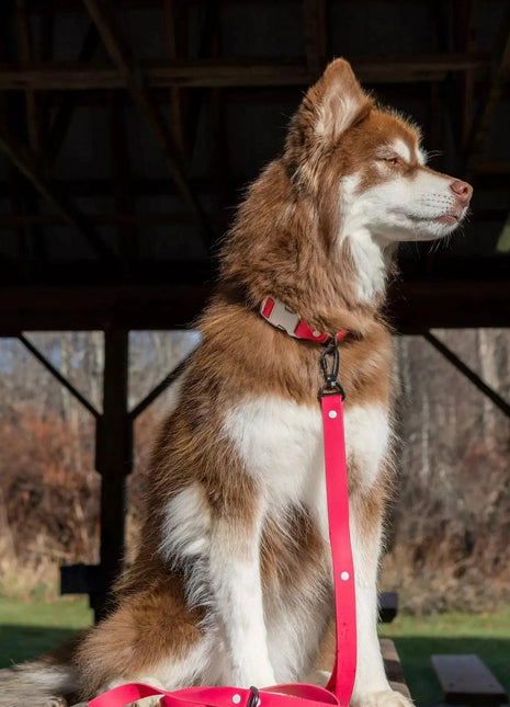 Red Mountain Syrah Waterproof Dog Leash
