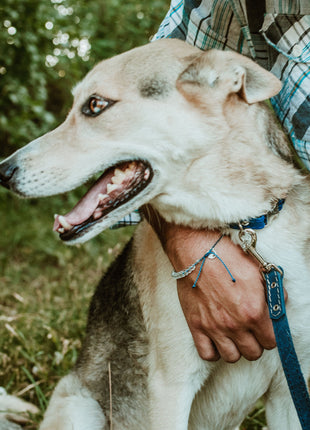 Rolled Style Blue Leather Quick-Release Dog Collar