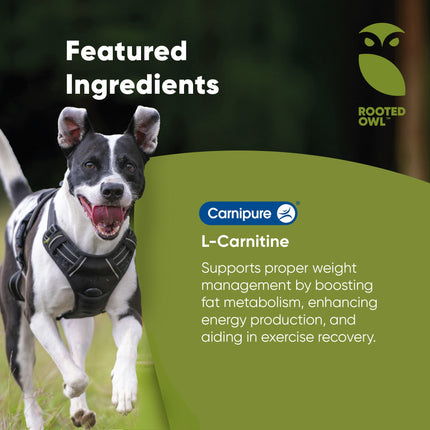 Weight Management