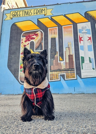 Parisian Pet 'Scottish Jacket' for Dogs & Cats, Plaid Pet Jacket, Formal Wear, Holiday Pet Jacket, Red/Blue Plaid
