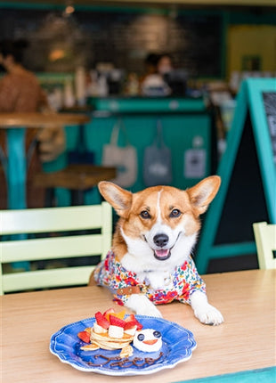 Parisian Pet 'Floral Artsy' Dog & Cat Camp Shirt – Trendy Embroidered Cotton Apparel, Comfortable & Stylish-Valentine's Day