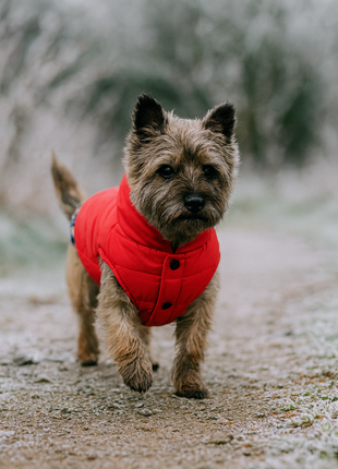 Parisian Pet 'Plaid Reversible Jacket' for Dogs & Cats, Stylish Pet Outerwear, Warm Winter Dog Jacket,-Valentine's Day