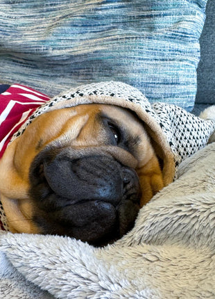 Parisian Pet 'Striped Pom Pom Hoodie', Red – Soft & Fashionable Pet Hoodie with Playful Pom Pom Design