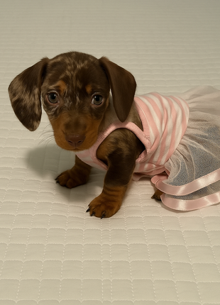 Parisian Pet 'Ballerina Dress' Dog & Cat Shirt – Unique Floral Pet Dress, Perfect for Summer - Pink and White Stripes-Valentine's Day