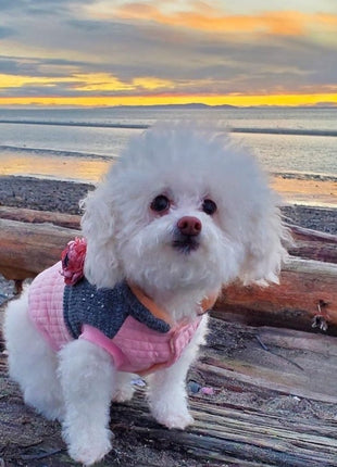 Parisian Pet 'Fancy Flower Quilted Jacket' for Dogs & Cats, Warm Pet Outerwear, Quilted Floral Dog Jacket - Valentine's Day