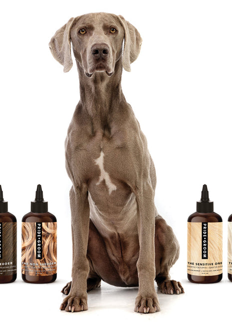 THE WASH SAMPLE PACK — Try PRIDE+GROOM's Best-Selling Dog Shampoos & Conditioner