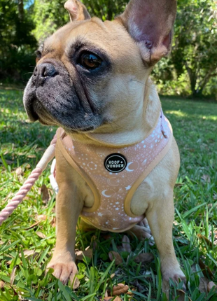 Pawstruck Adjustable Harness