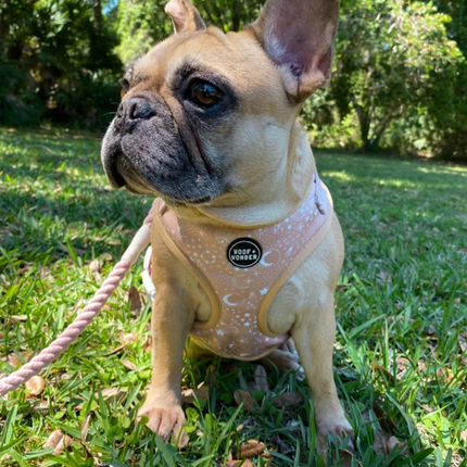 Pawstruck Adjustable Harness