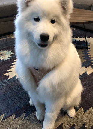 Pawstruck Adjustable Harness