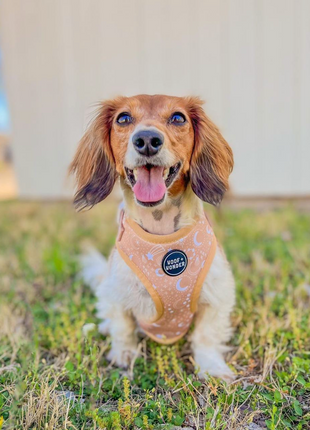 Pawstruck Adjustable Harness