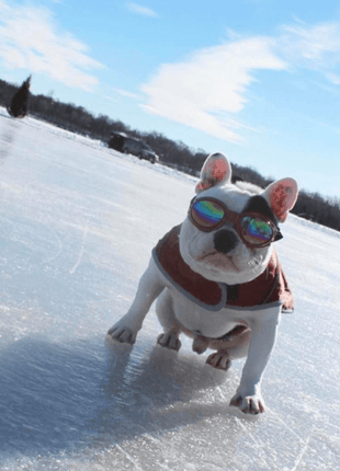 K9 Sport Shades - Dog Goggles