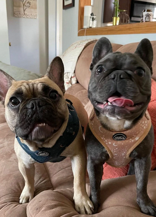 Pawstruck Adjustable Harness