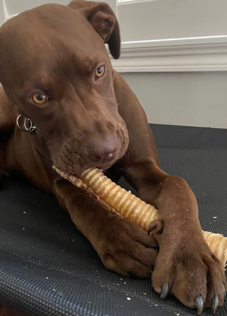 12 Inch Beef Trachea
