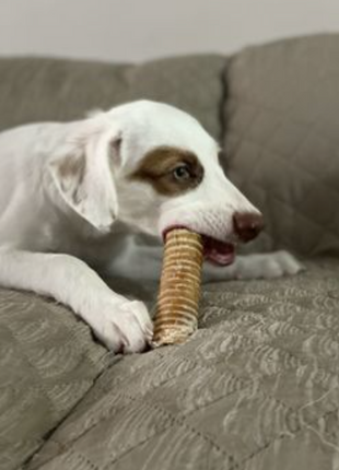 6 Inch Beef Trachea