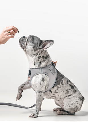 SoHo Dog Harness - Steel