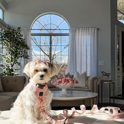 3-in-1 City Dog Leash - Sweetheart